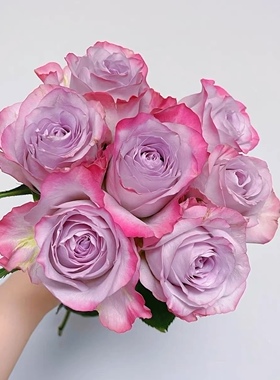 超新品 气场 高级小众玫瑰粉紫双复色单头大花阳台庭院盆栽小苗