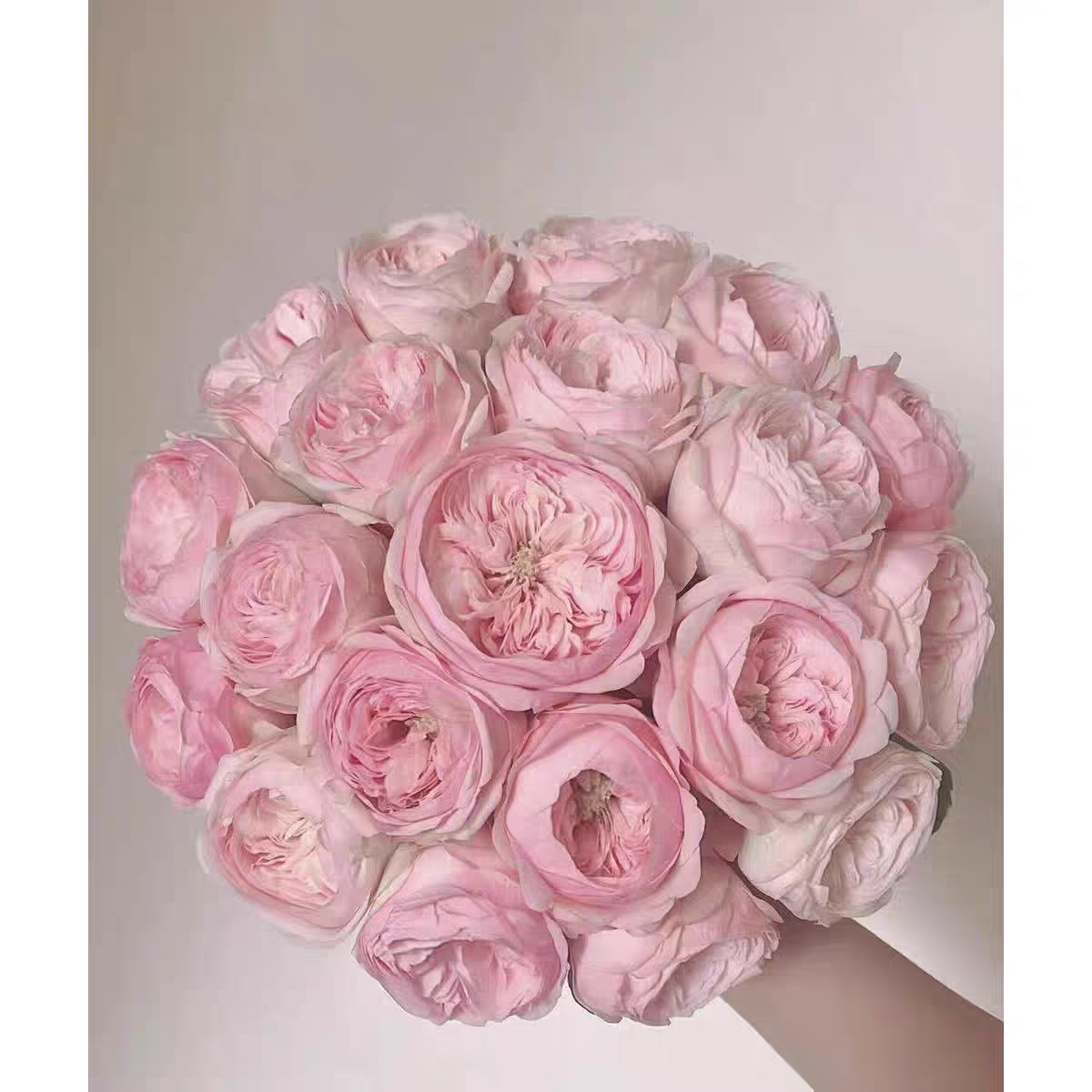 一加仑扦插中苗酷皮泡泡 曼斯菲尔德庄园 原土原盆发货