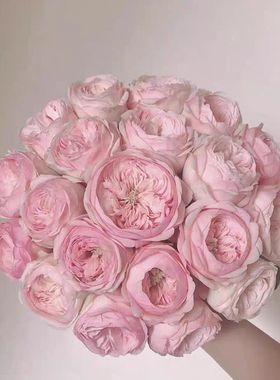 一加仑扦插中苗酷皮泡泡 曼斯菲尔德庄园 原土原盆发货