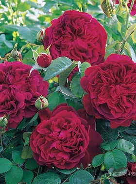 一加仑扦插中苗奥斯汀花型莎士比亚2000月季花苗原土原盆发货阳台