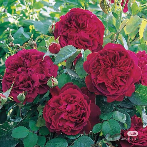 一加仑扦插中苗奥斯汀花型莎士比亚2000月季花苗原土原盆发货阳台