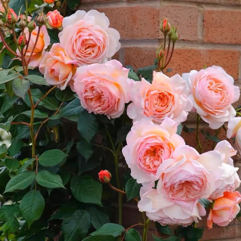 一加仑扦插中苗亚伯原土原盆发货包邮