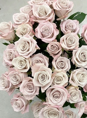 新品切花肯尼亚进口曼塔复古灰色调玫瑰花苗阳台盆栽花卉包对版