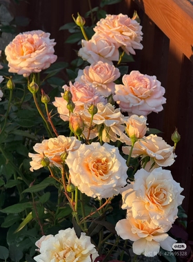 一加仑扦插中苗园丁老班月季花苗原土原盆发货阳台庭院盆栽地栽