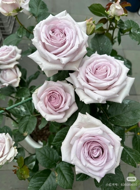 一加仑扦插中苗 赏金之路 玫瑰花苗原盆原土发货阳台庭院盆栽地栽