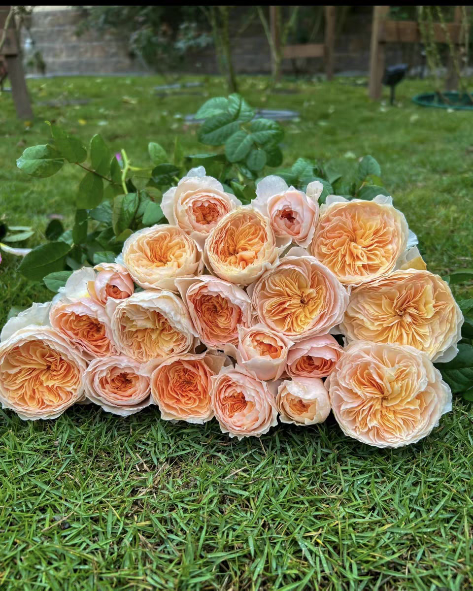 涵仙月季小苗扦插 阳台庭院盆栽地栽带月季苗土发货抗病好长势快,鲜花速递/花卉仿真/绿植园艺,月季/蔷薇/玫瑰,淘宝优惠券,粉丝福利购,淘宝优惠卷