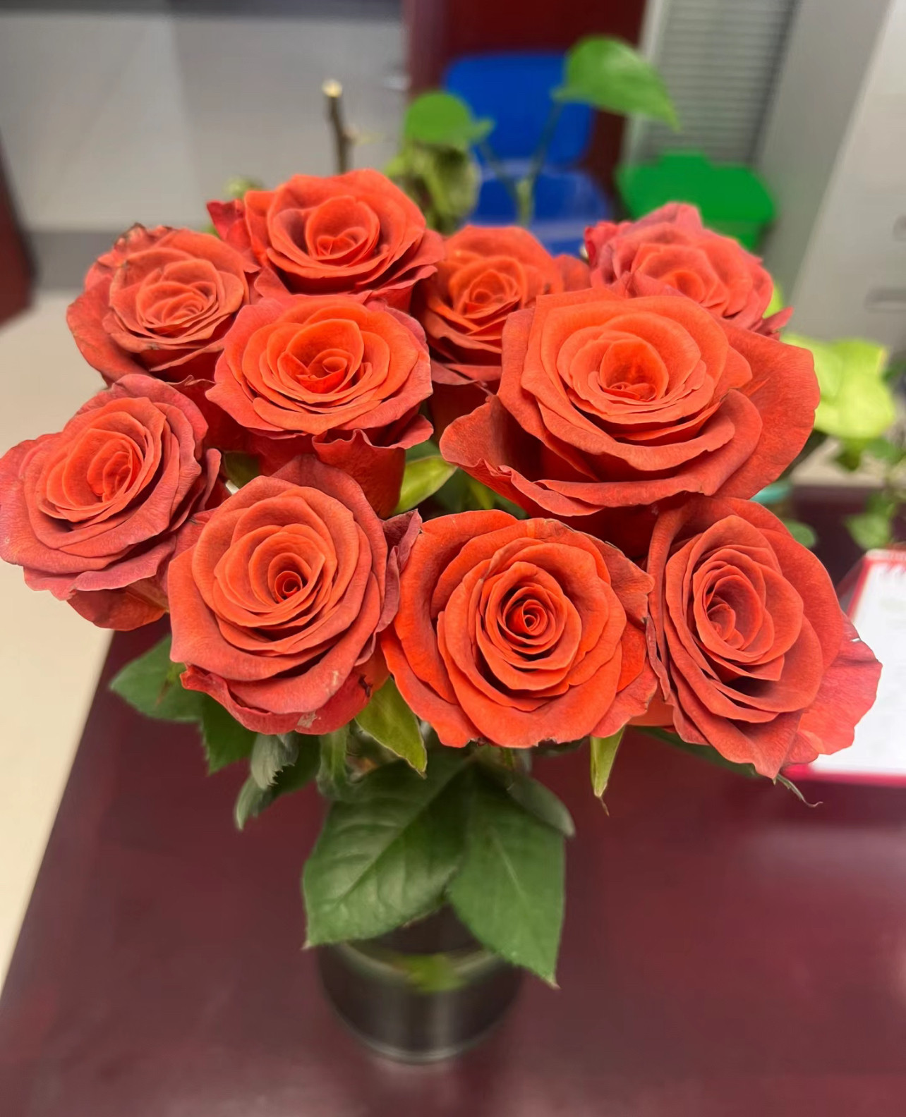 阿玛雷托杏仁酒 小苗复古色系 花瓣厚实耐热抗病盆栽地栽带土发货