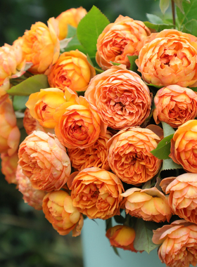 藤本月季花苗蜂蜜焦糖庭院阳台盆栽爬藤攀援玫瑰四季开花包对版