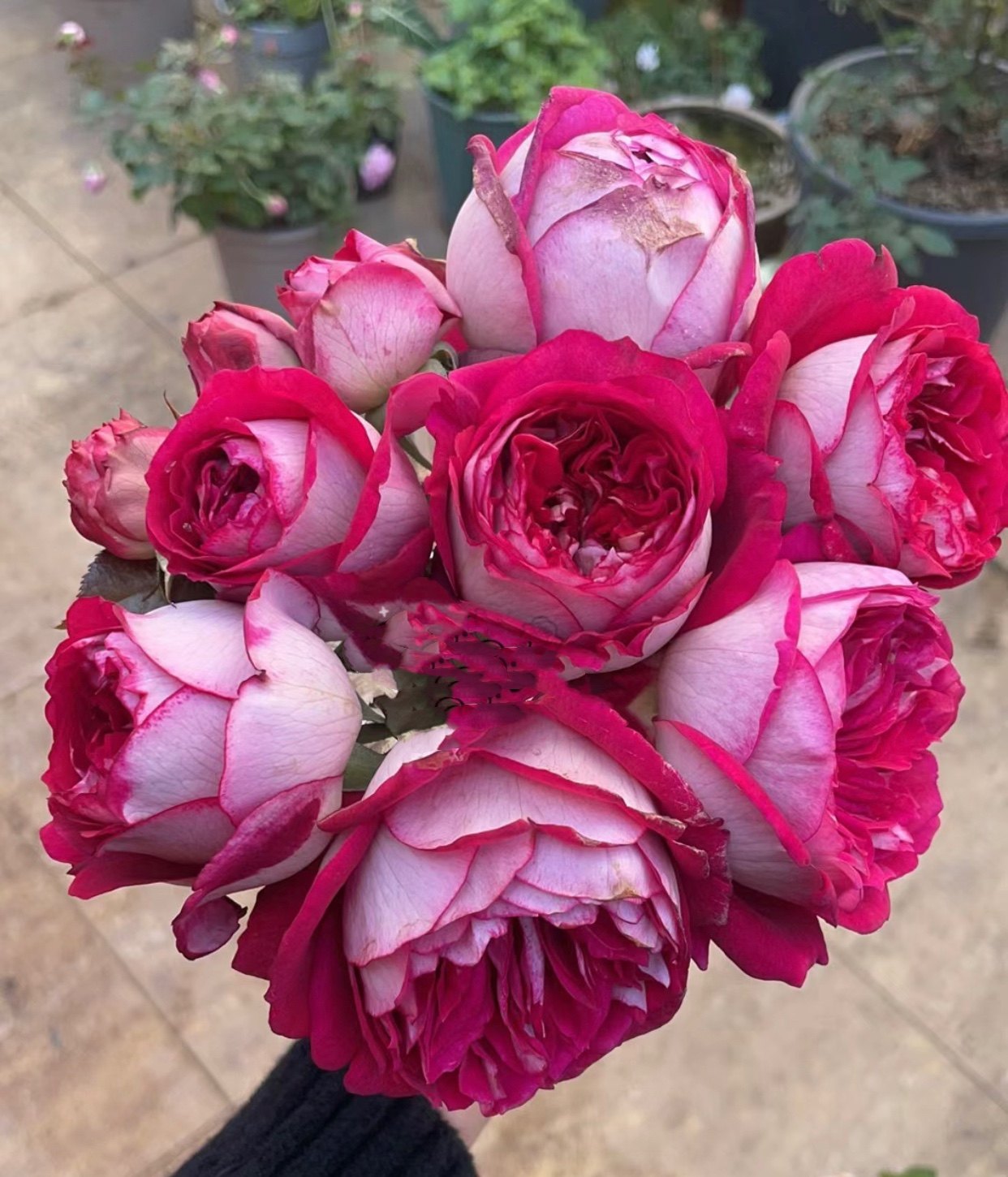 一加仑扦插美心原盆原土发,鲜花速递/花卉仿真/绿植园艺,月季/蔷薇/玫瑰,淘宝优惠券,粉丝福利购,淘宝优惠卷