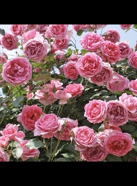 一加仑 大游行 藤本 原盆原土发货