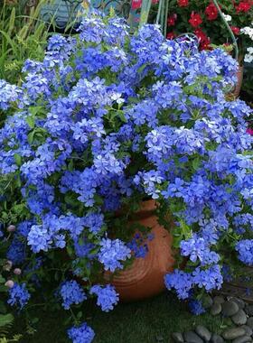 橙色月季园 攀岩花卉蓝雪花清新淡雅多花耐热好养懒人花