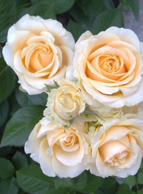 《雪山系列》切花月季甜蜜雪山超新品阳台庭院绿植带土发货包对版