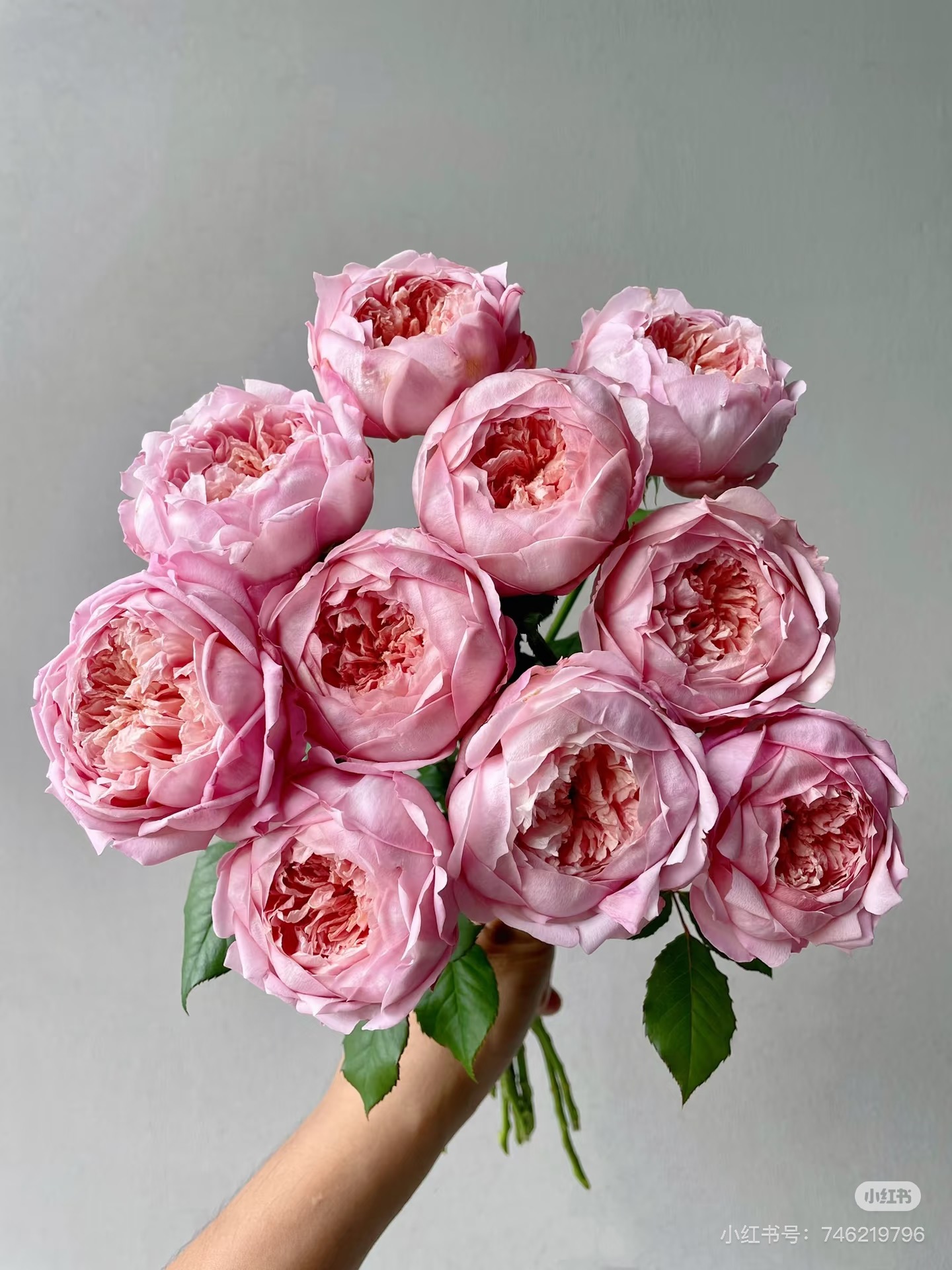 一加仑扦插中苗桃染月季花苗原土原盆发货阳台庭院盆栽地栽绿植