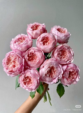 一加仑扦插中苗桃染月季花苗原土原盆发货阳台庭院盆栽地栽绿植