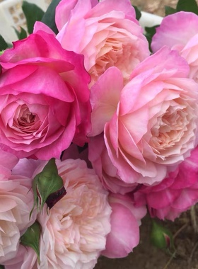 康斯坦茨 奥斯汀切包月季多季开花果香欧月 月季花苗盆栽庭院灌木