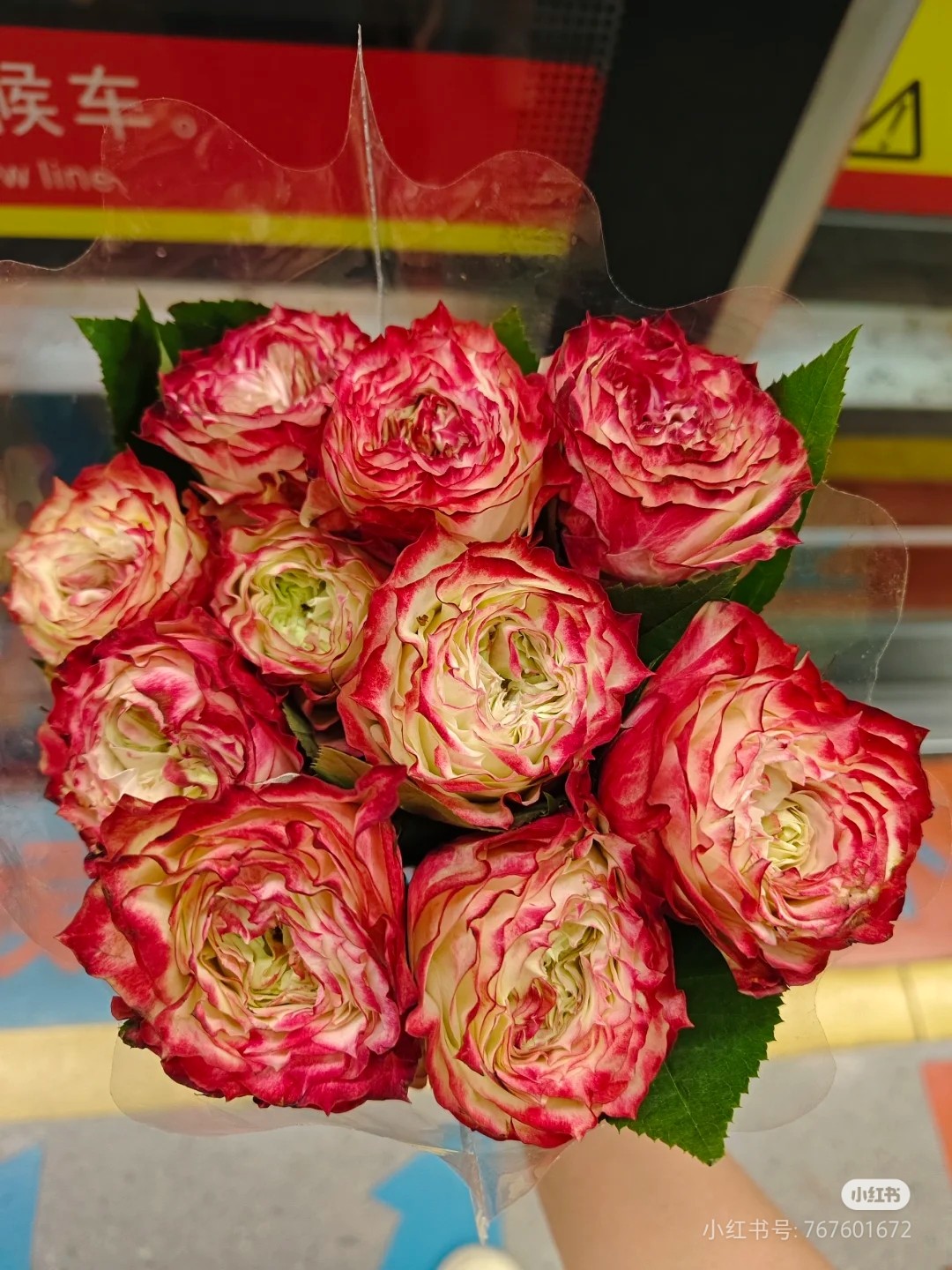 一加仑扦插中苗苹果杰克玫瑰花苗原土原盆发阳台庭院盆栽地栽,鲜花速递/花卉仿真/绿植园艺,月季/蔷薇/玫瑰,淘宝优惠券,粉丝福利购,淘宝优惠卷