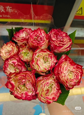 一加仑扦插中苗苹果杰克玫瑰花苗原土原盆发阳台庭院盆栽地栽