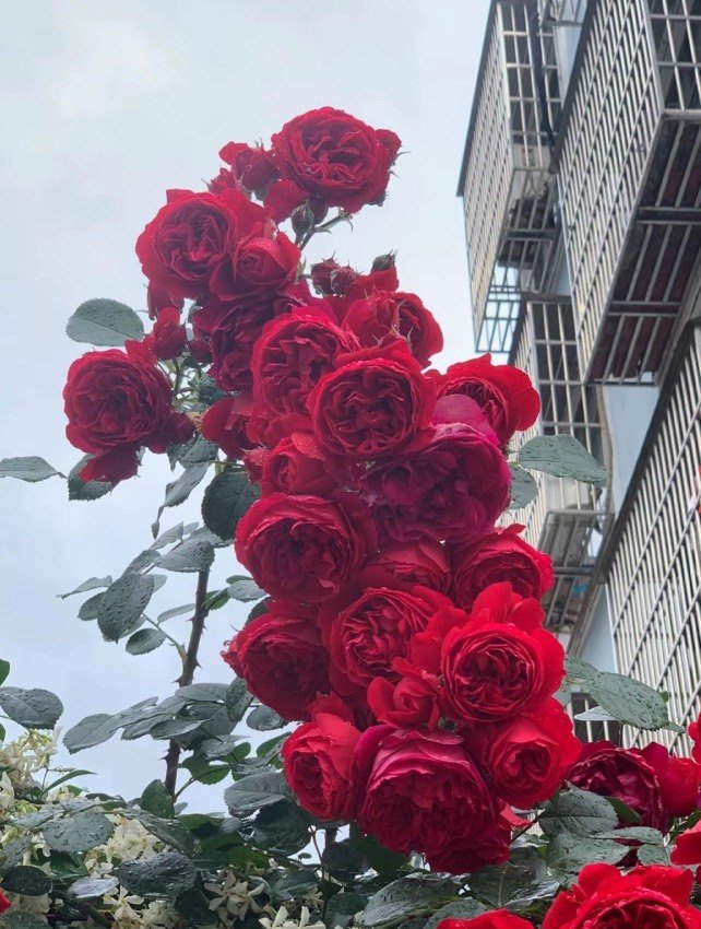 一加仑扦插中苗弗洛伦蒂娜原土原盆发货,鲜花速递/花卉仿真/绿植园艺,月季/蔷薇/玫瑰,淘宝优惠券,粉丝福利购,淘宝优惠卷