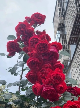 一加仑扦插中苗弗洛伦蒂娜原土原盆发货