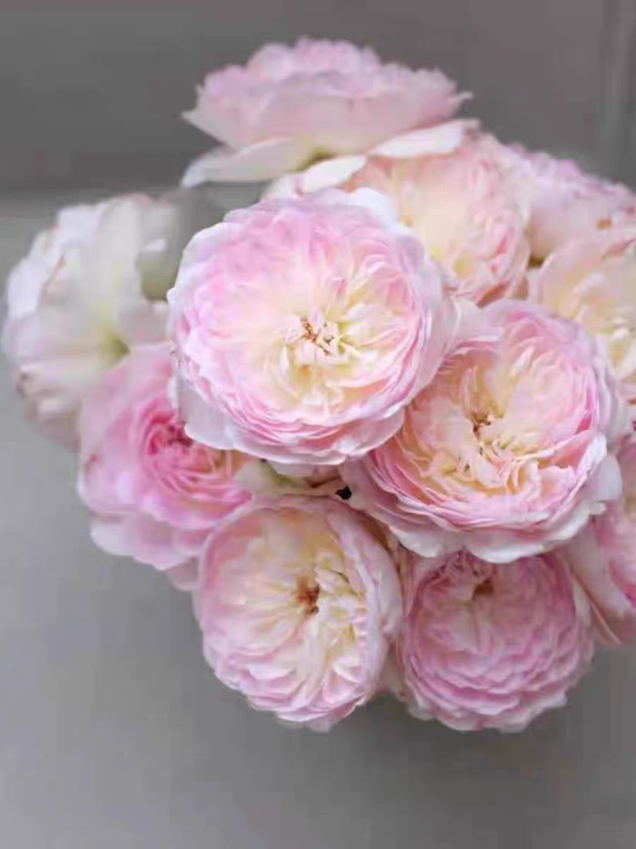 一加仑中苗梅克林花边/马林丝纱罗malines/洋 日月河本新品,鲜花速递/花卉仿真/绿植园艺,月季/蔷薇/玫瑰,淘宝优惠券,粉丝福利购,淘宝优惠卷