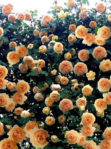 一加仑扦插中苗玛格丽特王妃藤本月季花苗浓香四季开花爬藤蔷