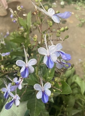 蓝蝴蝶花苗阳台盆栽花卉植物蝴蝶兰四季开花蓝色奇特花朵易养好活