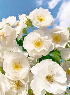 白色月季花苗可藤可灌白帆之冬小苗阳台庭院盆栽地栽带土发货