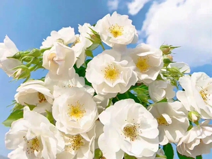 白色月季花苗可藤可灌白帆之冬小苗阳台庭院盆栽地栽带土发货
