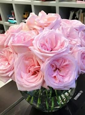 新品净化空气木本花卉非常容易切花月季粉荔枝  大花浓香