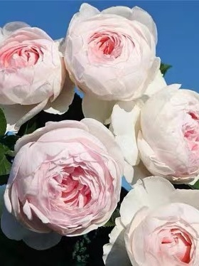 克里斯蒂娜公爵夫人尘世天使月季花苗大花浓香粉色包子四季开花卉