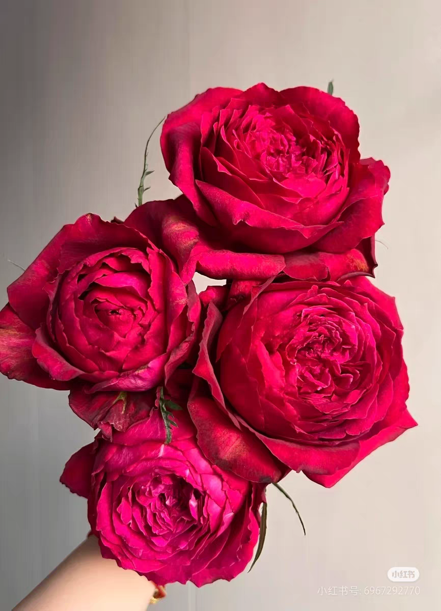 红色大包子浓香詹尼斯小苗月季花苗长势快抗病好阳台庭院盆栽地栽,鲜花速递/花卉仿真/绿植园艺,月季/蔷薇/玫瑰,淘宝优惠券,粉丝福利购,淘宝优惠卷