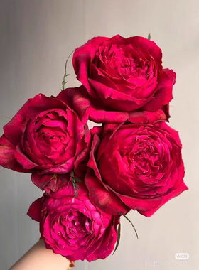 红色大包子浓香詹尼斯小苗月季花苗长势快抗病好阳台庭院盆栽地栽