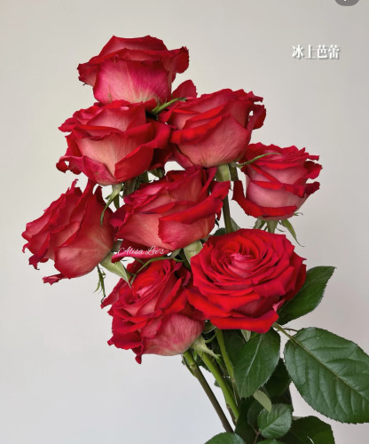 帝王玫瑰冰上芭蕾花苗一加仑扦插中苗原土原盆发货