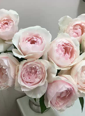 一加仑扦插中苗芳香之杯原土原盆包邮发货