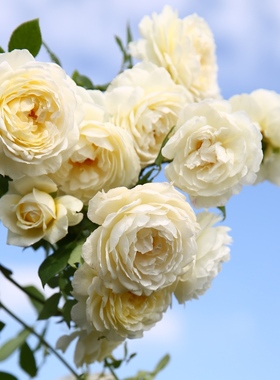 克莱尔奥斯汀丰花月季盆栽阳台花卉抗病性好包对版带土发货