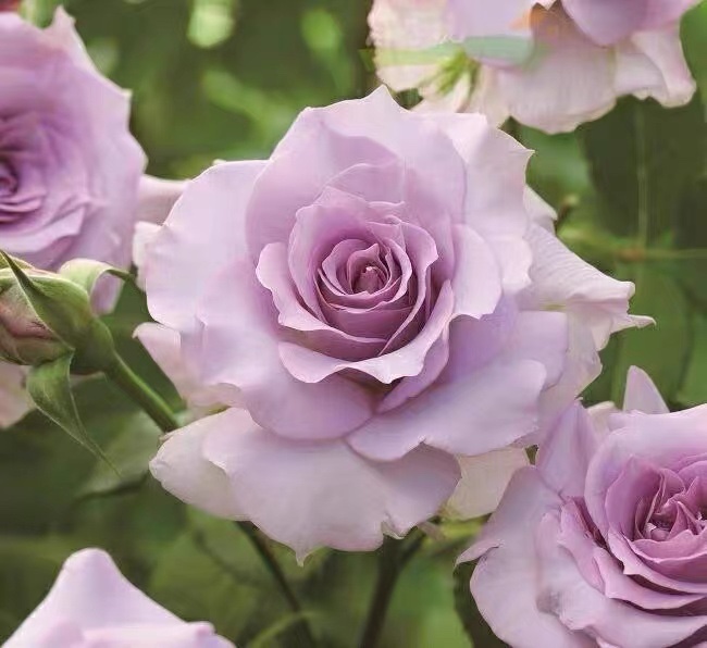 河本月季沙龙粉紫色重瓣大花带美人尖多季节重复开花盆栽地栽绿植