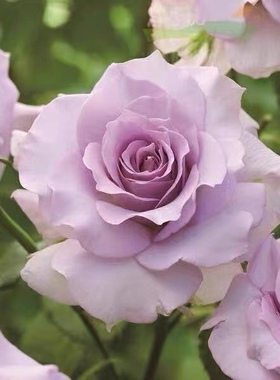 河本月季沙龙粉紫色重瓣大花带美人尖多季节重复开花盆栽地栽绿植