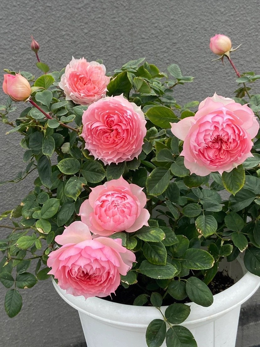 一加仑 莫妮卡戴维 原盆原土发货