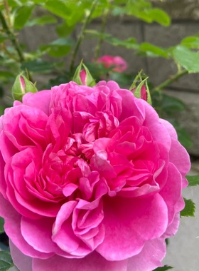 安妮公主 绿植盆栽  月季花苗   英国玫瑰 庭院耐寒 多季重复开花