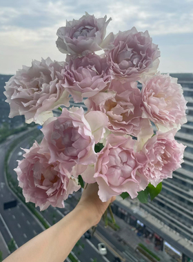 一加仑扦插中苗露凝香原土原盆发货包邮