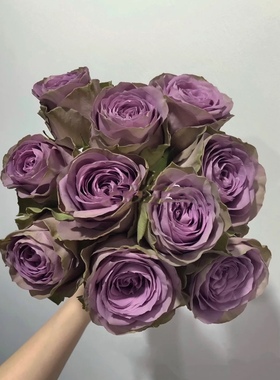 肯尼亚进口小苗罗马新娘又名紫荆城大花灌木阳台庭院绿植花卉