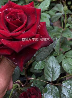黑魔术月季特大花四季开花盆栽阳台室外庭院大红玫瑰灌木新品