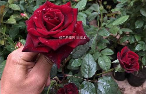 月季特大室外庭院玫瑰灌木新品