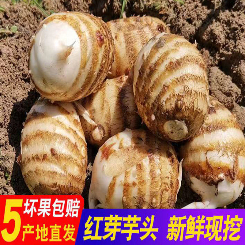 高山毛芋头现挖毛芋小香芋槟榔芋芋艿农家自种红芽芋奶芋新鲜蔬菜