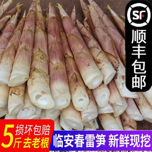 春笋鲜竹笋雷公笋现挖嫩笋临安天目山雷笋尖野生小笋冬笋新鲜蔬菜