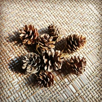 8 Основные цветные сосновые конусы