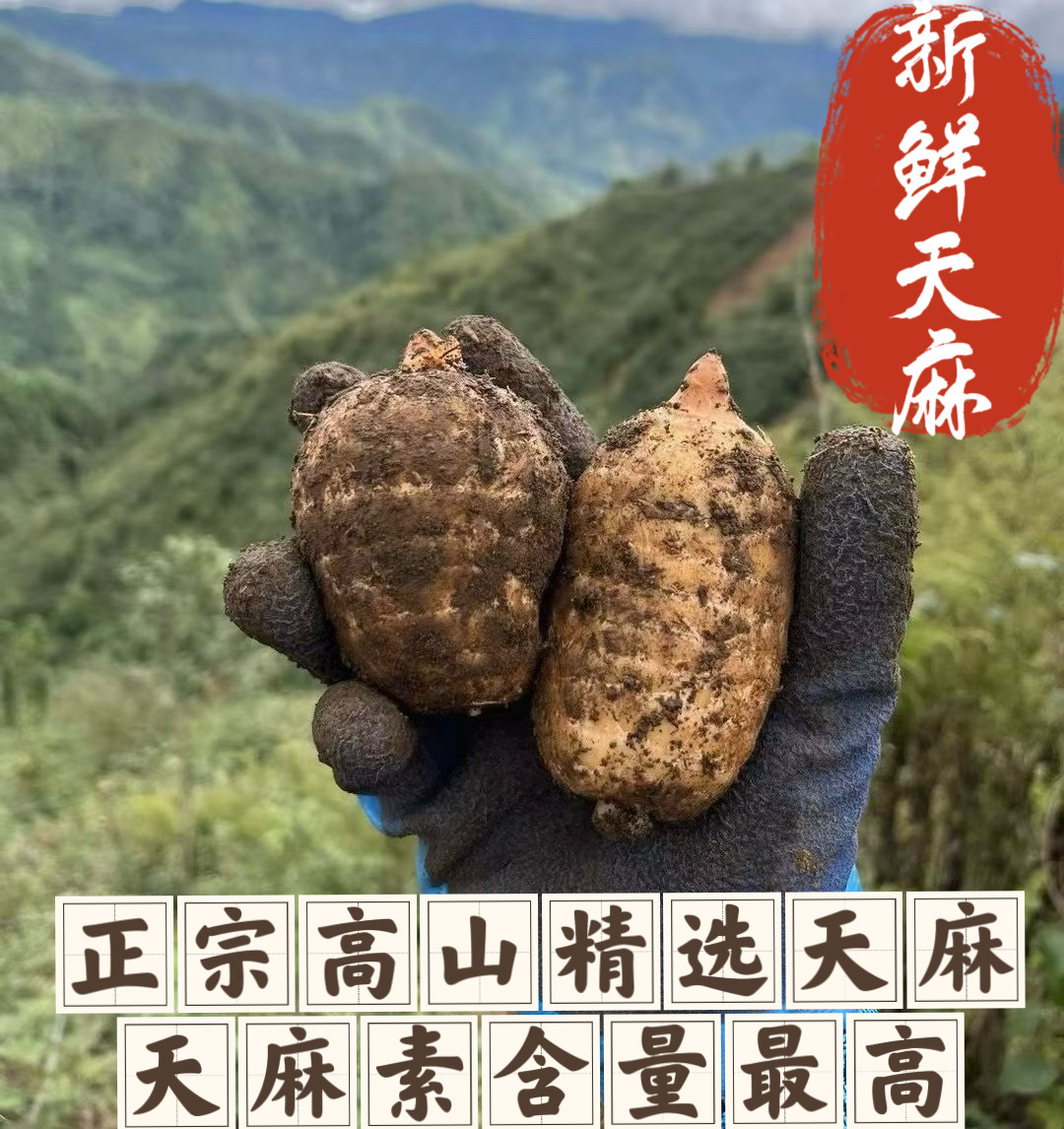 天麻新鲜三年乌麻林下纯天然高山煲汤云南昭通草坝新鲜天麻