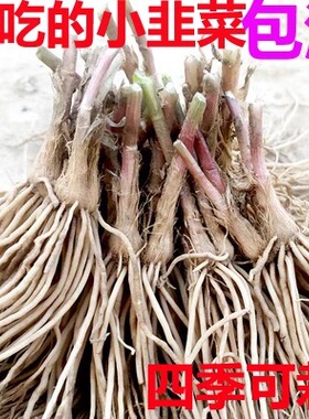 新韭菜根苗 现挖紫红根四季阳台室内盆栽好养易活绿植 韭菜种根苗