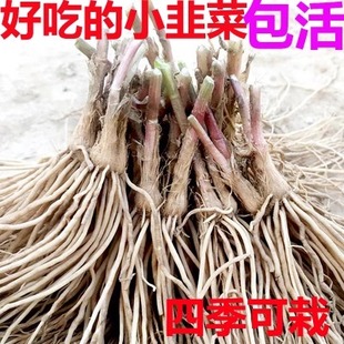 新韭菜根苗 现挖紫红根四季阳台室内盆栽好养易活绿植 韭菜种根苗