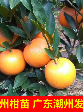 正宗潮州柑树苗沃柑树苗带土庭院园林种植果树嫁接柑苗蕉柑果树苗